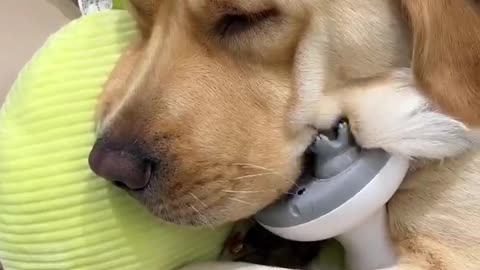 The golden retriever fell asleep during the massage