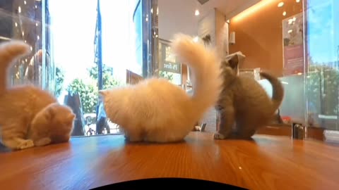 Pussy cats wonderful dancing 💃