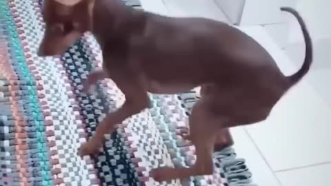 Funny dancing dog