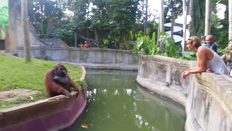 Monkey reaction with man 😂 funny video ,#swimming pool near monkey 🐒 reaction viral video