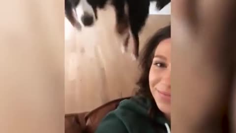 Dog Jumps in Excitement at Being Kissed by Owner