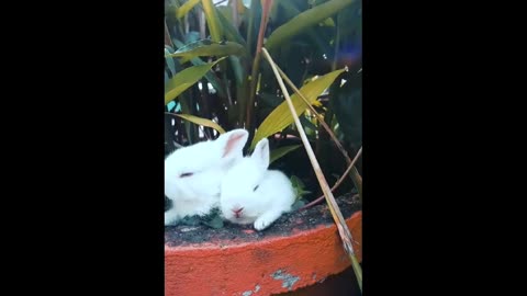 Cute Rabbits