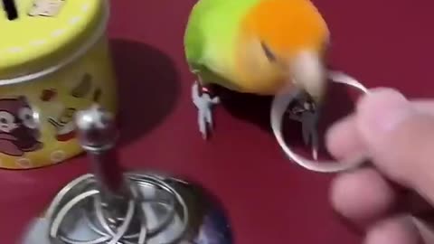 Most intelligent bird😱