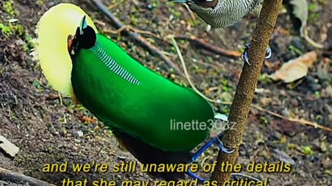 Beauty Of The Paradise Bird | the bird of paradise dance | the superb bird of paradise