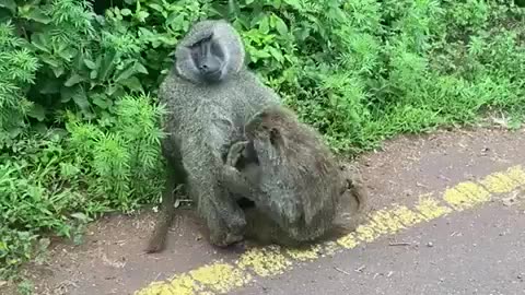 Monkey grooming