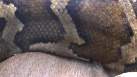 Python Eating deer