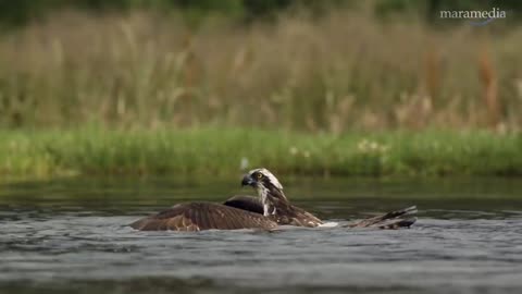 Eagle attack on fish 😱🔥