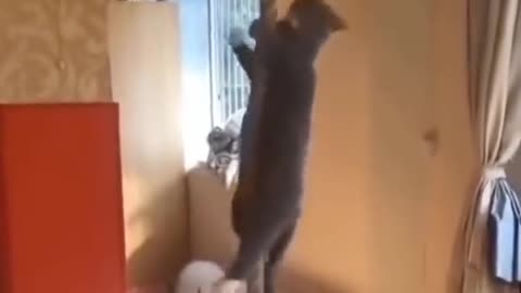 # cat # funny # catsoftiktok # dog