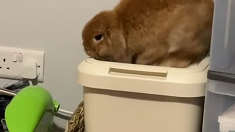 Mini Lop Bunny Max Climbing on Bin Falls Inside