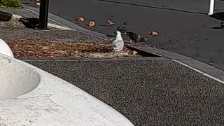 birds having breakfast