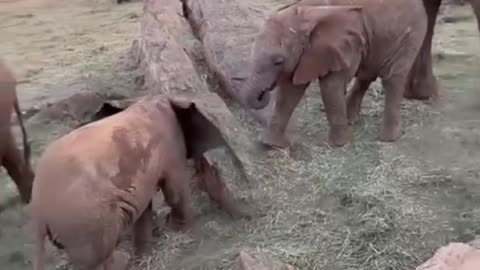 Baby elephant tumbles as it tries to engage in duel with companion