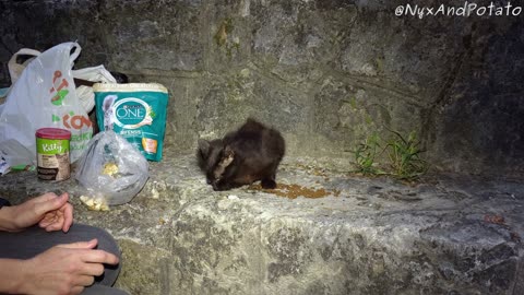 Hungry Stray Cats Meet the Food Lady at Sunrise - Feeding Stray Cats