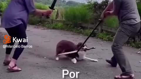 Cachorro Lutando Espadas