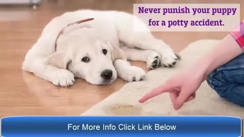 How to potty train a dog