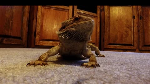 How To Make A Bearded Dragon Smile