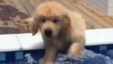 .A dog that loves playing with water