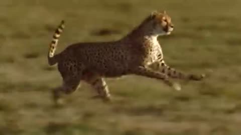 WORLD'S FASTEST ANIMALS FAIL! Grant's Cazzele Take Down Cheetah With Horns, Lion Hunt Imapala Fail