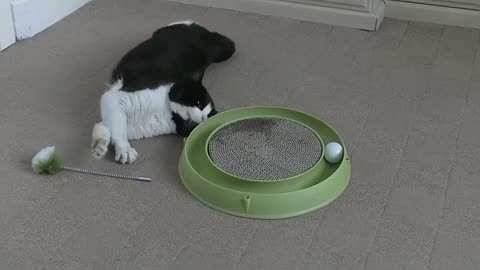 Funny Cat reaction to new toy