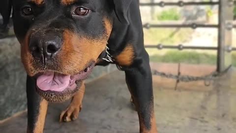 Angry Rottweiler barking