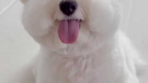 Very Cute Dog