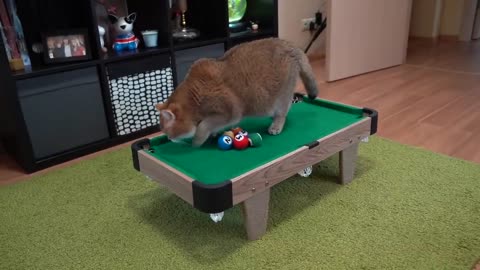 Billiards for cats!