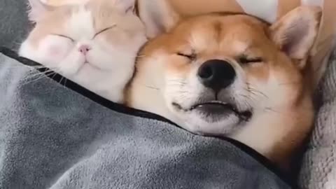 Funny dog & Cute cat friend ship with dog