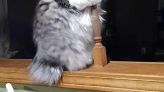 Cat Shows Off Dance Moves