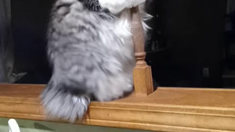 Cat Shows Off Dance Moves