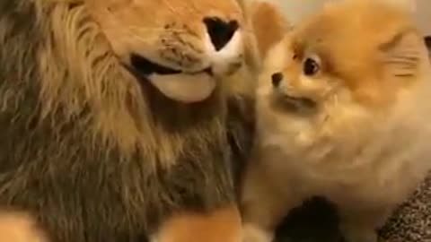 Cute Puppies Playing with Big LION Compilation - Funny Dog Videos