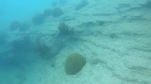 Bermuda Freedive: Ancient cedar stumps, invasive lionfish.