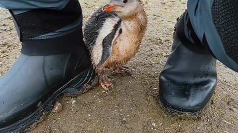 Penguin Chick Turns To Photographer For Protection