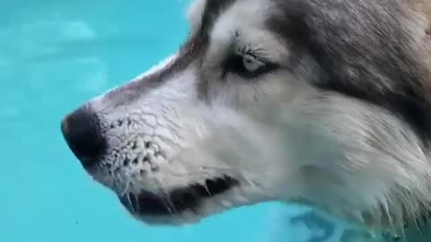 The dog in the water