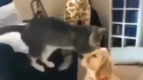 Funny cat/dog