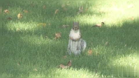 Little Gray Squirrel Searching Food in The Grass Gray Squirrel