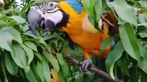 Yellow Parrot in a paradise of Peaches Trees