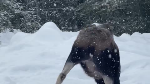 Hungry Moose Finds Bird Feeder