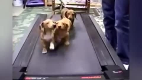 Cute Pets Lovely Video