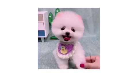 Cute dog with his amazing cuteness video 2021