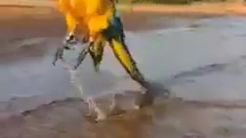 parrot bathing in the sea