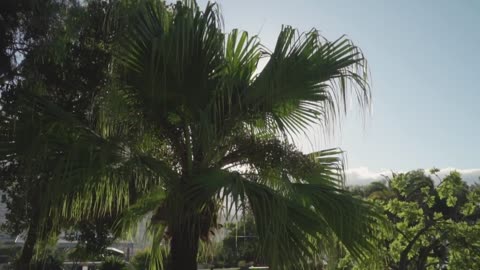 Palm tree covering the sun&#39;s rays