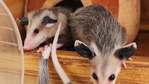 Clown Car: Baby Opossum Edition