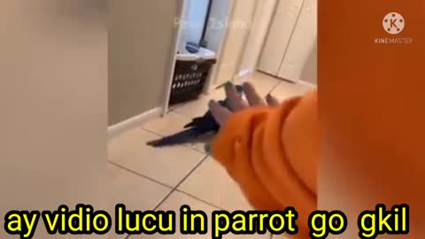 Parrot ini lucu gas#