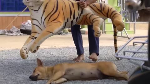 Fake Lion and Tiger Pranks to Dogs