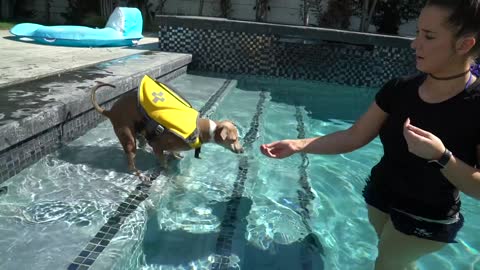 Swimming Lesson For My Dogs!