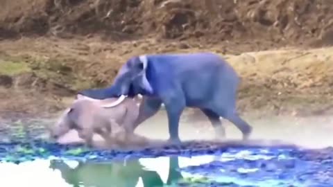 Animals video wild life 🧬😎#lion #tiger #elephant #horse