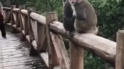 playing with monkeys in Taiwan