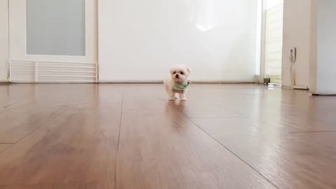 Maltese with the world's smallest and largest eyes lovely puppy 🐕🐶