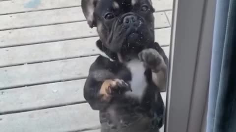 French Bulldog Dancing to Post Malone