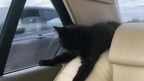 Unique Kitten Surprisingly Relaxed During Car Ride