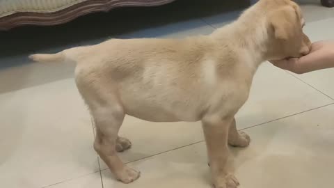 Labrador puppy basic training